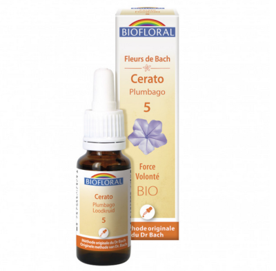 Plumbago - Cerato n°5 Biofloral