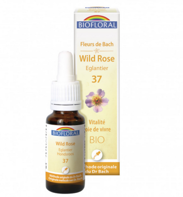 Eglantier n°37 Biofloral